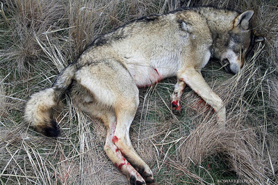 Охота на волка в Астрахани
